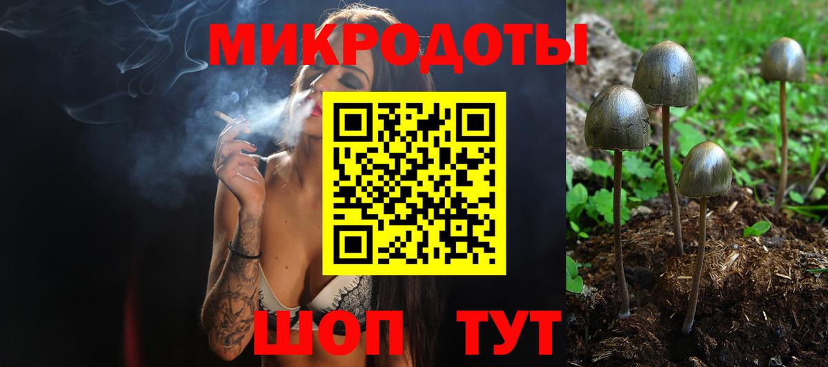 Псилоцибиновые грибы Psilocybe Карачаевск